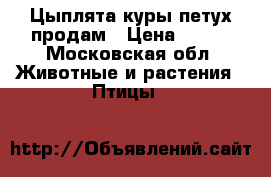 Цыплята куры петух продам › Цена ­ 100 - Московская обл. Животные и растения » Птицы   